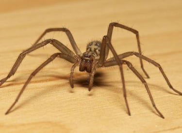 controle de aranhas