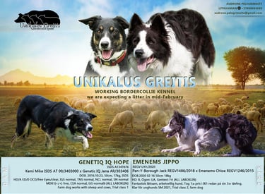 Border Collie Breeder | Border Collie Kennel | Border Collie Puppies