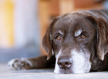 a dog laying on the floor in a room.