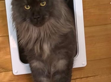 a cat is standing in front of a cat flap in luxury cattery