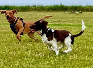 two dogs playing in the grass during dog walking services