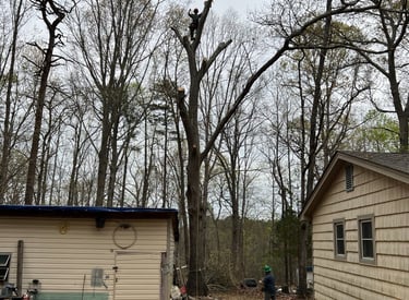 man climbing a tree and trimming tree over a house