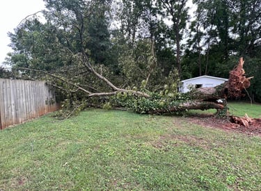 large fallen tree hit a fence