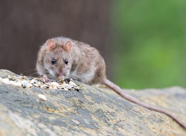 Ratte frisst Vogelfutter