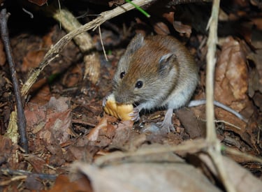 Hausmaus ernährt sich von Cracker