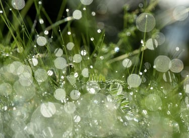 Nature photography: morning dew and bokeh in green grass.