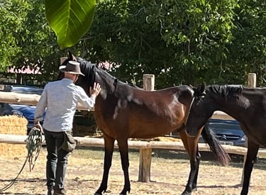 Doma con tiempo, observando y entendiendo al individuo, caballos marismeños a prueba de todo.
