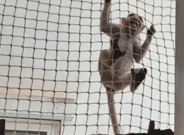 Monkey safety nets in bengaluru