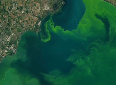 floraciones de cianobacterias vistas desde el espacio