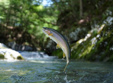 VORELLE oder Forelle