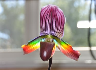 Rainbow Orchid, Quantum-Infused™ image © David Adelson