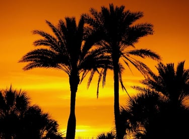 palm trees at sunset