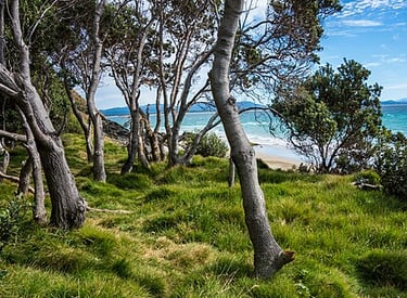 picture of Coastal vegetation at Byron Bay, 2016