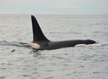 Thar be Killer Whales in Icy Strait Point, Alaska