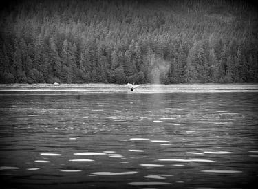 The Pirate spots a sea monster in Icy Strait Point, Alaska