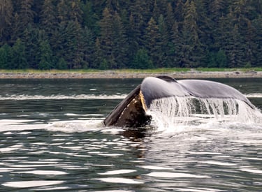 Thar be whales here in Icy Strait Point, Alaska