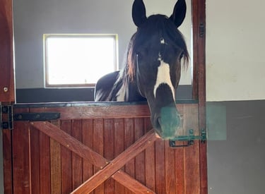 a horse is standing in a stable door
