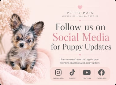 Petite Pups | Luxury Chihuahua Puppies For Sale in New York | PetitePups.com