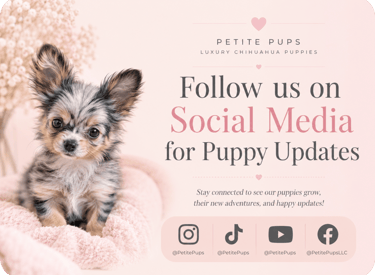 Petite Pups | Luxury Chihuahua Puppies For Sale in New York | PetitePups.com
