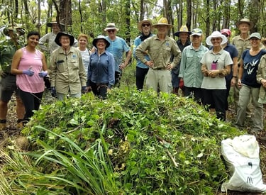 Bushcare, landcare group with weeds at working bee