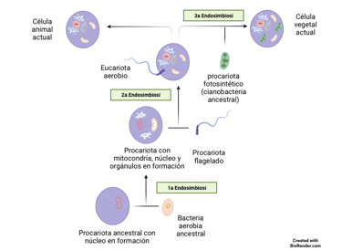 Esquema de la teoria endosimbiótica donde se pueden apreciar las tres endosimbiosis seriadas. 