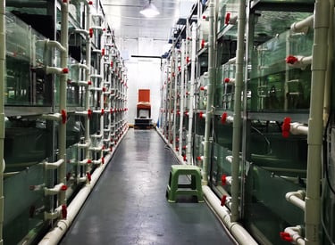 Fish Quarantine Process