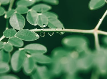 Dried moringa leaves for tea, powder, and health products – Adely Eco Nusantara
