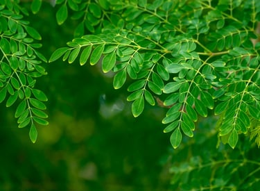 PT Adely Eco Nusantara – Coconut & Moringa Exporter from Indonesia