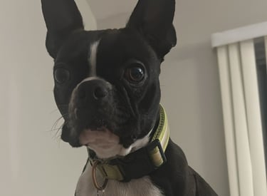 Boston Terrier