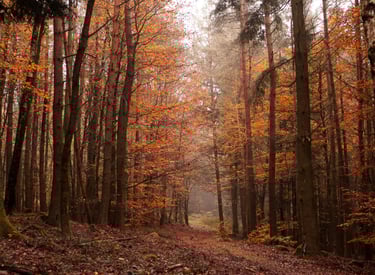 Leśna ścieżka w jesiennej aurze. Dominują odcienie brązu, czerwieni.
