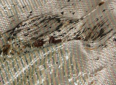 bed bugs on a hotel mattress