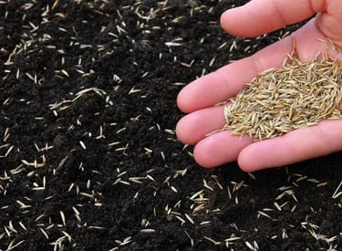 best aeration and overseeding london