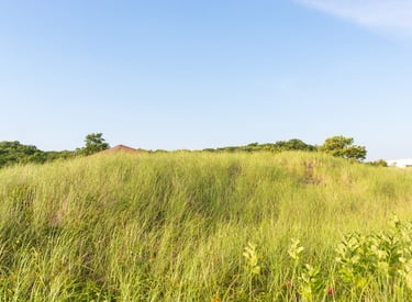 long grasses for grazing