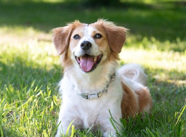 A happy brown and white dog smiling while lying on green grass in a sunny park.