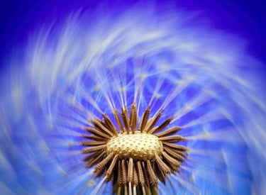 a dandela flower with a blue sky background