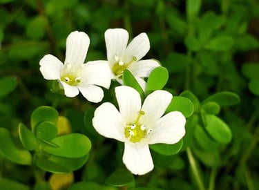 brahmi for better sleep