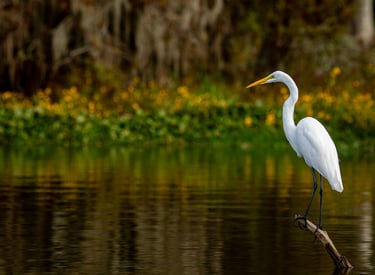 Great egret fishing while perched on a cypress branch with yellow flowers in the background