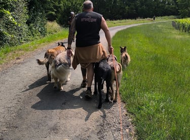 balades canines instinct de meute