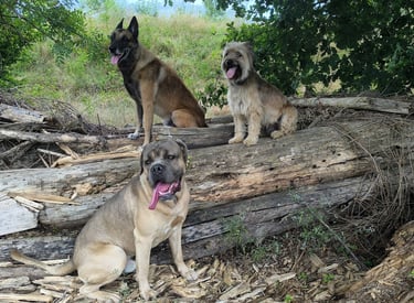 education canine instinct de meute