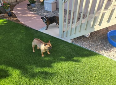 pet turf with two dogs playing on it