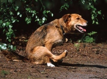 Anaalklieren legen hond kat