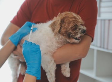 Vaccineren van huisdier hond en kat