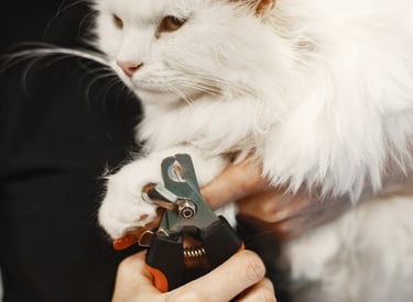 Nagels knippen van huisdier hond of kat