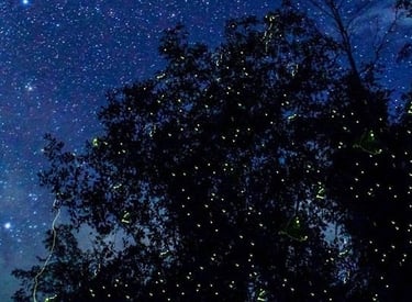 Firefly watching Puerto Princesa Palawan