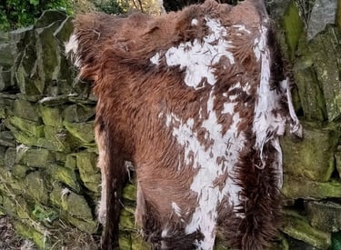 Red Stag hide being prepared in the field