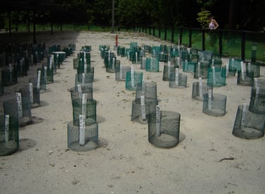 borneo turtle island hatchery