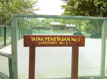 borneo turtlle island palau selingan hatchery