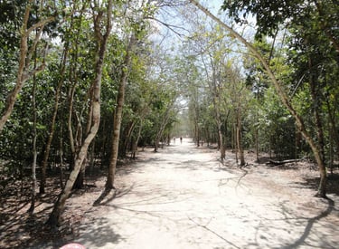 mexico coba mayan ruins sacbeob