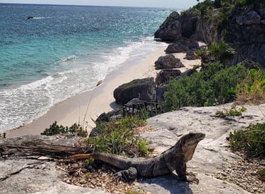 MEXICO TULUM RUINS IGUANA BEACH