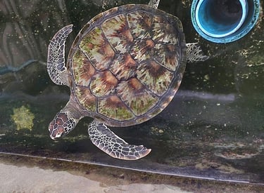 Phang Nga Coastal Fisheries Development Centre turtle